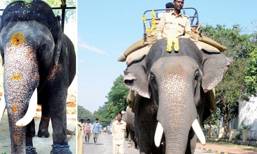 Touted As Future Ambari Elephant, Dhananjaya Carries 800 Kgs With Ease
