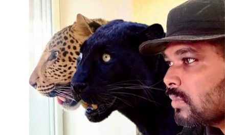 Jaguar, Black Panther To Arrive At Mysuru Zoo From Ukraine?