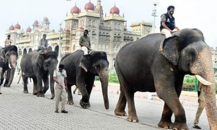 Five New Elephants In This Year’s Dasara Jumbo Squad