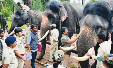 Dasara Nada Habba-2022: List Of 20 Elephants For Jumbo Squad Readied