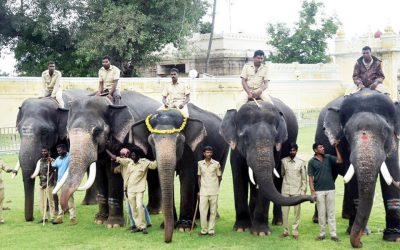 Second Batch Of Five Dasara Elephants Arrives At Mysore Palace