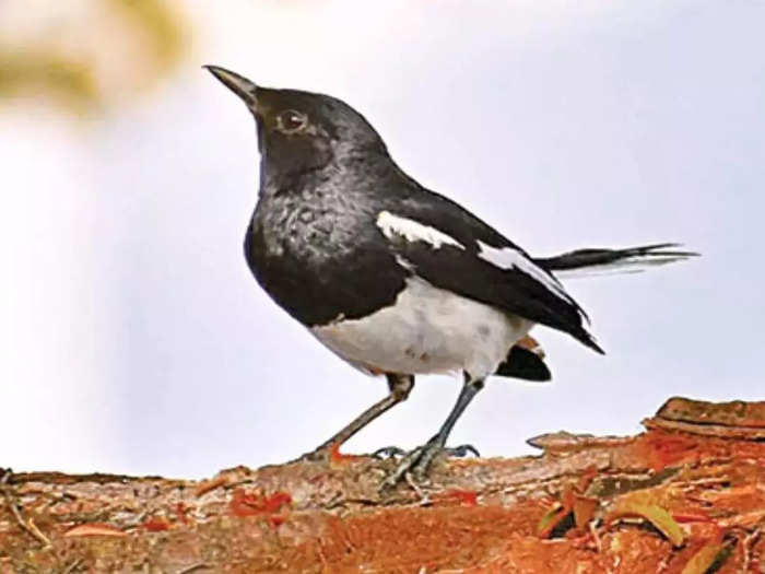 Nagarahole Bird survey | ನಾಗರಹೊಳೆಯಲ್ಲಿ ಪಕ್ಷಿ ಗಣತಿ: 290 ಪ್ರಭೇದ ದಾಖಲು